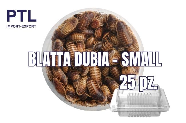 BLATTA DUBIA- SMALL - 25 PZ_CONFEZ